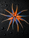 2 “Blue Blaze 12ct