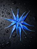 2” Ocean Ice 12ct