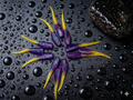 2" Purple Thunder 12 ct
