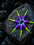2” Purple Venom 12ct