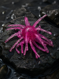 2 1/2” Pink Panther Anemone