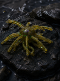 2 1/2” Gator Grass Anemone