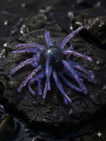 2 1/2” Purple Heart Anemone